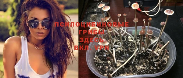 трава Белокуриха